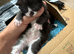 Beautiful Kittens –black and white kittens 4 Girls & 1 Boy – Ready from 16th September