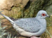 Diamond doves for sale