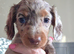 Dapple long haired mini dachshund
