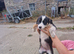 pure border collie puppies