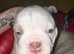 Bulldog puppies for sale.