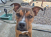 Staffy x presa canario