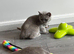 Ready Now - Tica registered British Shorthair Kittens