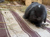 2 pure mini lop bucks READY NOW