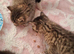 4 kittens 8 weeks old