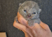 2 blue British Shorthair male kittens