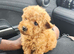 Toy poodle