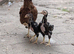 Aseel 3 stags 6 hens 9 months old