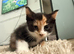 Norwegian forest x kittens