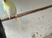 Budgies for sale
