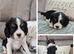KC CAVALIER KING CHARLES PUPPIES