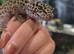 Adult female leopard gecko