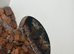 Male & Female Spotted pythons