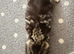 3 beautiful kittens