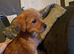 Lovely shorkie boy