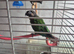 Bonded pair pearly conures