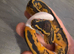 Pied het albino