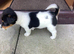 Miniature Jack Russell for sale.
