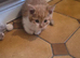 Make kitten