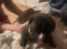 Chunky male pup