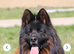 KC Reg show line long haired German Shepherds