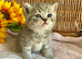 BEAUTIFUL SCOTTISH/BSH TEDDY BEARS