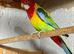 Male rosella