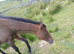 20 yesr old mare.