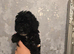 Beautiful F1BB rare curly cockapoo's