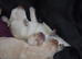 Beautiful Labrador Puppies.