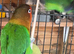 Lovebirds