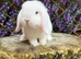 Mini lops