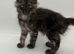 11 week old Maine coon kittens for sale
