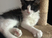 Tuxedo kitten
