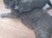 Russian blue x main coon kittens