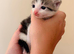 Kittens for sale