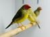 Star finches