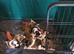 Husky akita puppies