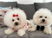Pure Pedigree Champion Bloodline Bichon Frise