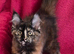 XL Maine Coon Kittens GCCF REG