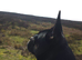 3 year old frug to stud