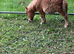 Mini Shetland colt foal