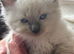 Ragdoll kittens born 10/07/26 1 boy left