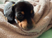 Black and Tan Male Miniature Dachshund