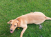 Chunky lovely labrador girl looking for new home
