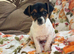 Jack Russel puppy