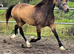 Outstanding 3yr Welsh d 14.2 filly