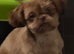 Gorgeous little imperial shih