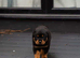 Beautiful German rotties