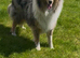 Blue Merle female